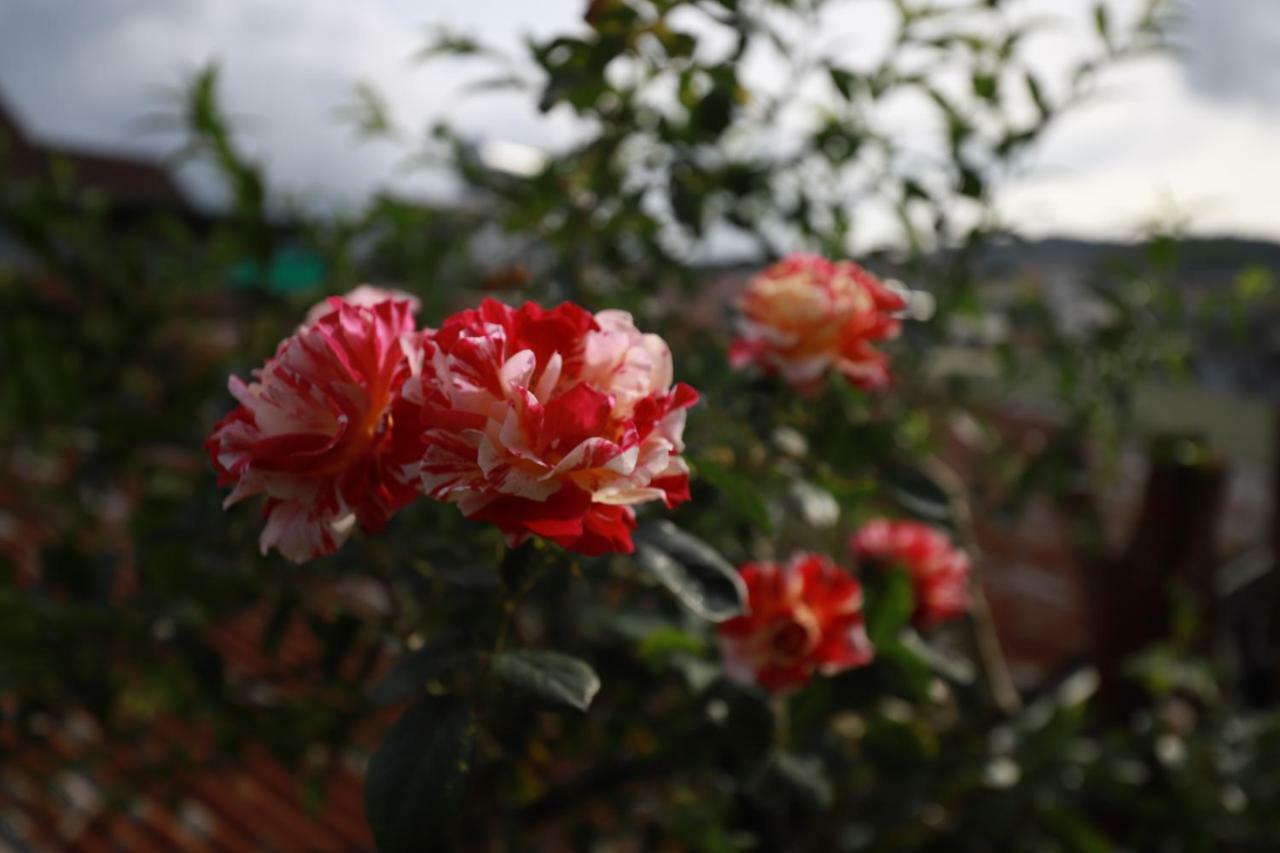 Homestay Doc Tinh Νταλάτ Εξωτερικό φωτογραφία